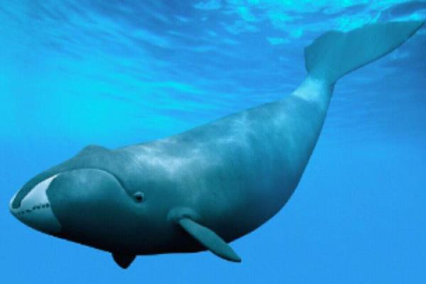 北露脊鲸世界上最濒危的六大鲸类之一不足三百只