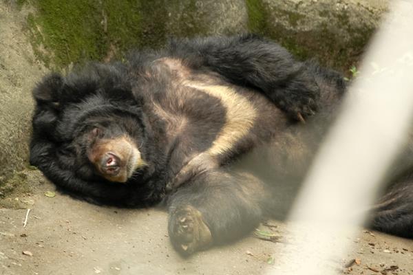 台湾黑熊一种喜欢筑巢的黑熊胸前长有新月状白斑