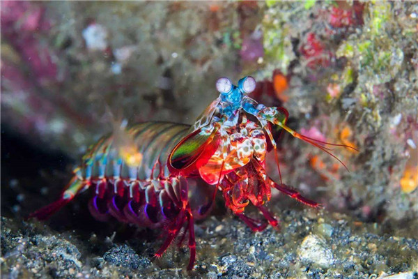 博比特虫vs雀尾螳螂虾图片
