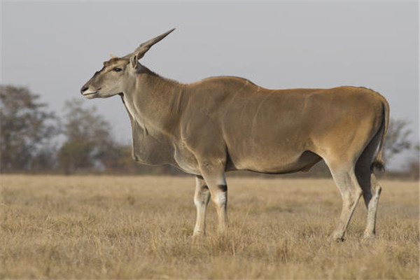 世界上最大的羊类是什么大羚羊身体高度大约172cm