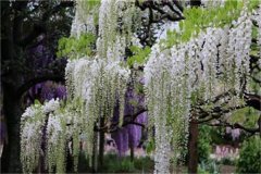 世界上最长的植物是什么 白藤（多生活在热带雨林）