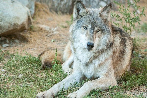世界上最大的狼是什么 北美灰狼(成年体型达2米)
