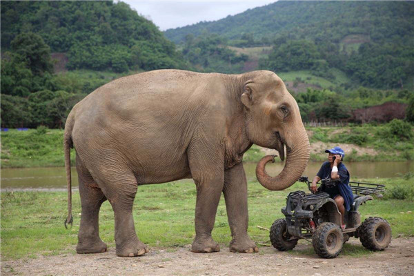 世界上最大的大象图片图片