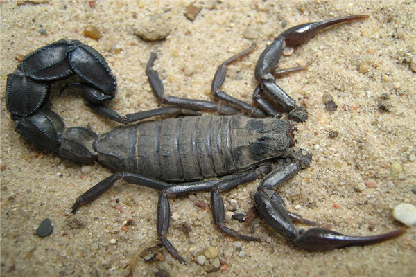 北非黑肥尾蝎介绍喜欢生活在干燥地区毒性超强