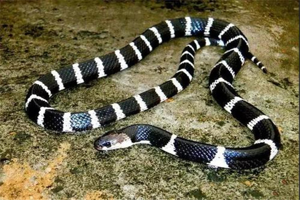 世界上最毒的十种蛇图片
