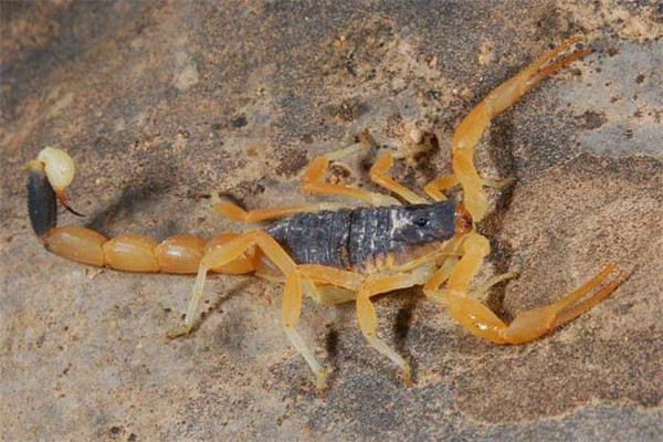 在所有蝎子当中,亚利桑那沙漠金蝎的体型可以说是最大的了