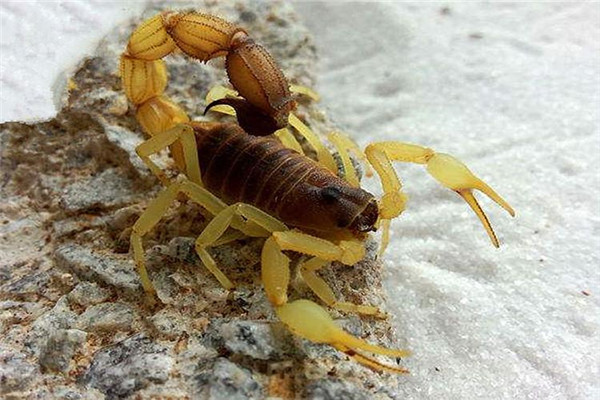 大部分蝎子,尤其是毒蝎的尾巴是非常长的,并且会呈现一个卷翘的弧度