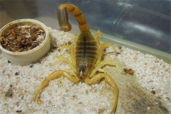 大部分蝎子,尤其是毒蝎的尾巴是非常长的,并且会呈现一个卷翘的弧度