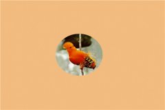 带斑伞鸟：巴西的专有物种（居住环境海拔较低）
