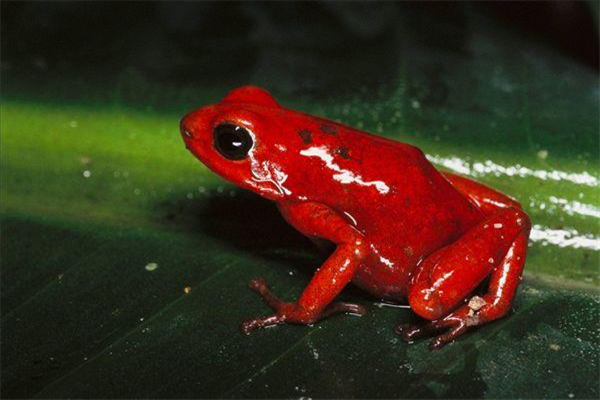 红背箭毒蛙图片