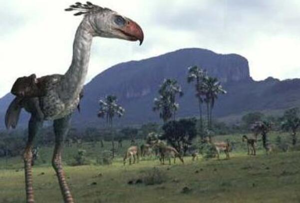 冠恐鸟重达450公斤食肉或食素无法判定已灭绝