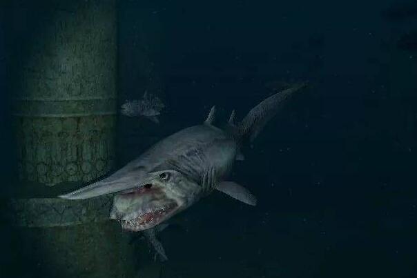 欧氏尖吻鲛:皮肤粉红鲨鱼,行动缓慢(肌肉松软无力)