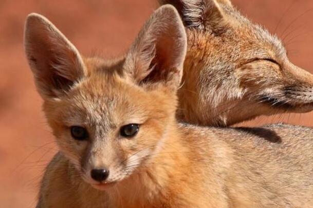 南加利福尼亚猫狐:长仅051米,会不停挖洞(已灭绝)