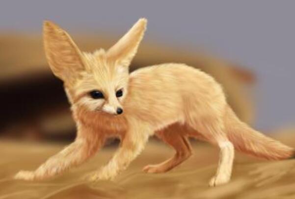 南加利福尼亚猫狐:长仅051米,会不停挖洞(已灭绝)