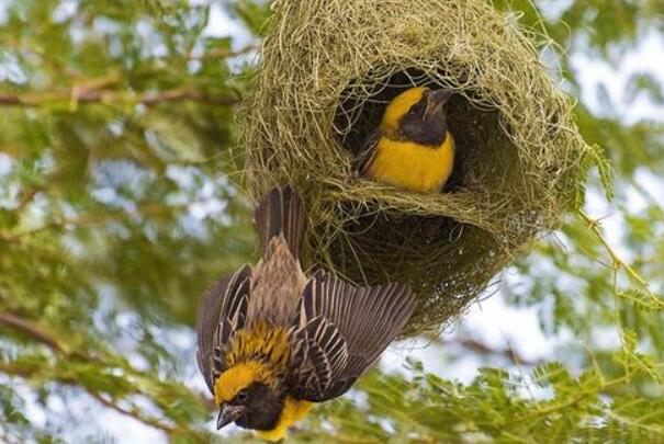 織布鳥:形似麻雀,動物界最優秀紡織工(草和植物編窩)