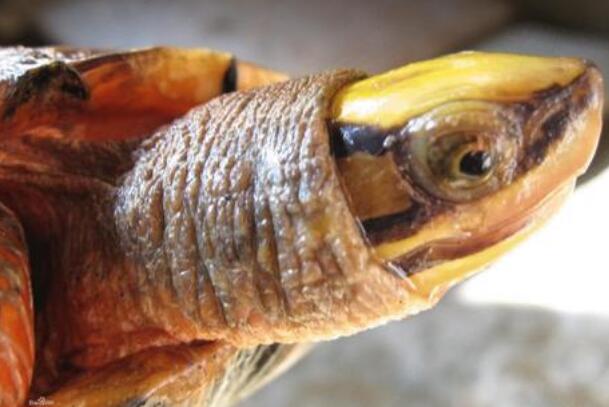 三线闭壳龟又被称为金钱龟,金头龟,红边龟,断板龟等等,主要分布在中国