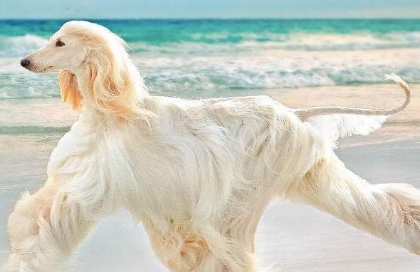 美国一只阿富汗猎犬有着飘逸长发有女士秀发的发型似人的猎犬