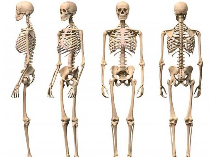 欧美人有206块骨头中国人只有204块欧美人区别哪里呢