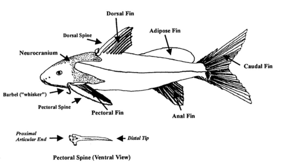 这是一种极具攻击力且长期食人肉的巨型鲶鱼