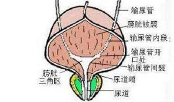 膀胱三角名词解释图片
