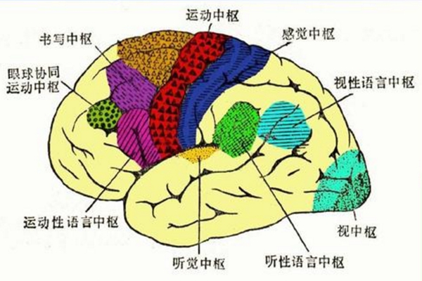 大脑中枢分布图结构图片