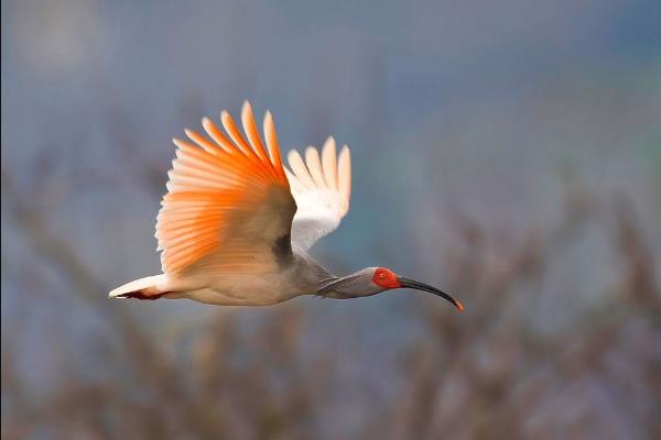 朱鹮堪称东方宝石的鹮日本国鸟中国有唯一野生种