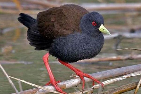 马岛苦恶鸟:仅分布于马达加斯加岛(喜欢涉水觅食)