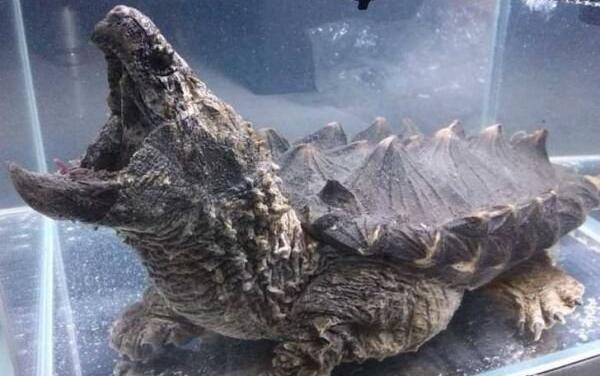 北美大鳄龟能长多大图片