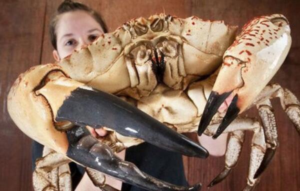 世界上最重的螃蟹,澳洲皇帝蟹(重72斤/味美营养丰富)