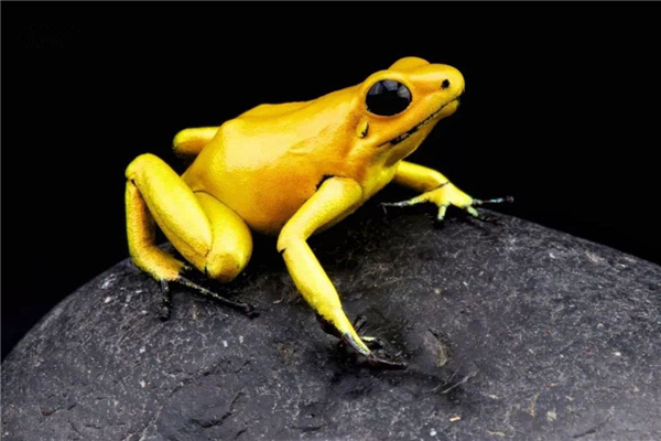 金色箭毒蛙图片