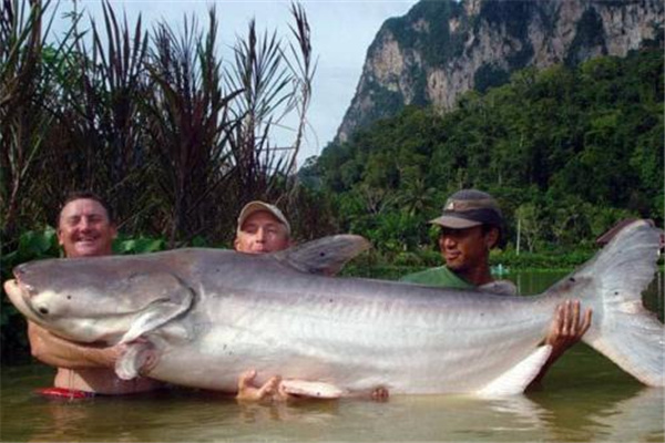 湄公河大鲶体型巨大的鲶鱼又名湄公河巨型鲶鱼