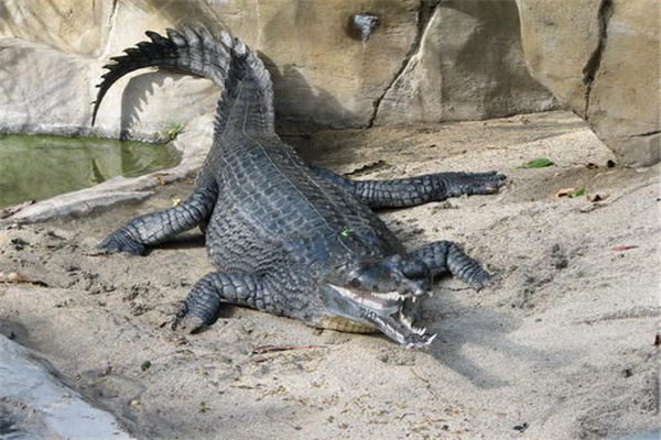 恒河鳄体型最大的鳄鱼长相怪异
