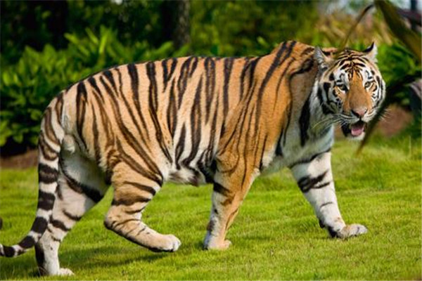 里海虎上世纪80年代灭亡又叫做新疆虎