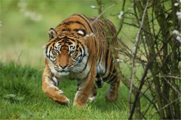 里海虎上世纪80年代灭亡又叫做新疆虎