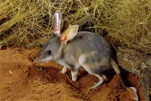 澳巨兔袋狸图片
