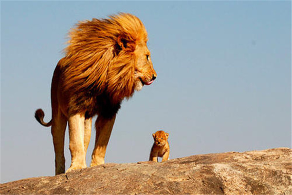 开普狮和巴巴里狮图片