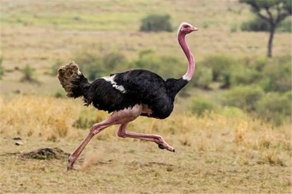 世界上体型最大的鸟:鸵鸟(不能飞但移动速度快)