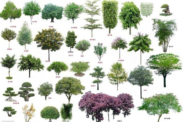 什么是灌木没有明显的主干常用于城市绿化