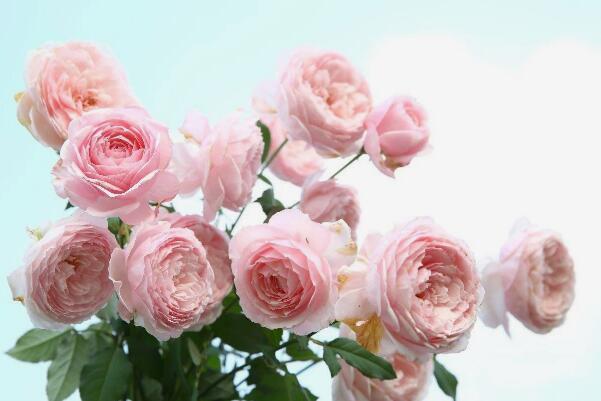 千日粉花的花语图片