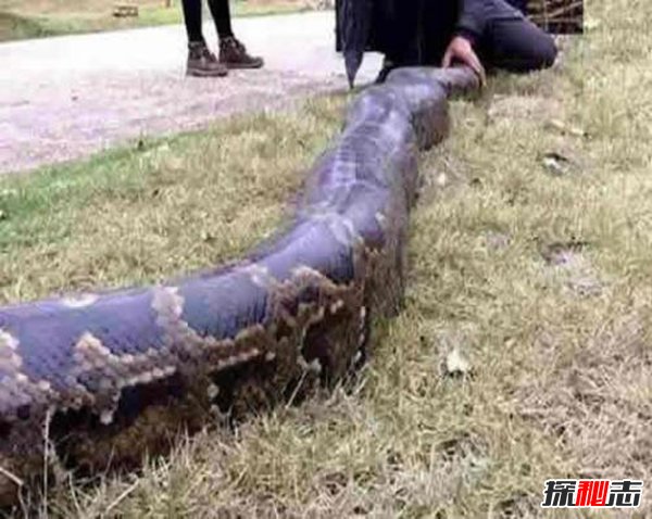 贵州蟒蛇事件真相图片图片