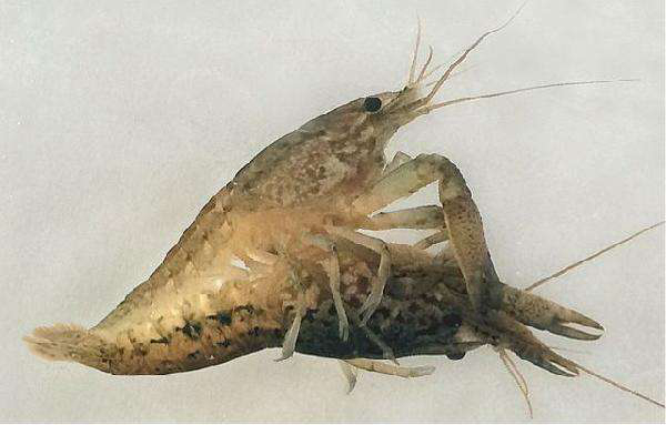 大理石纹螯虾图片