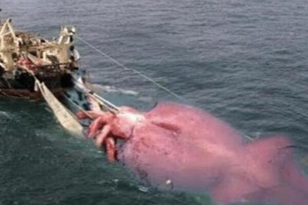大王酸浆鱿世界上最大的无脊椎动物平均体长10米