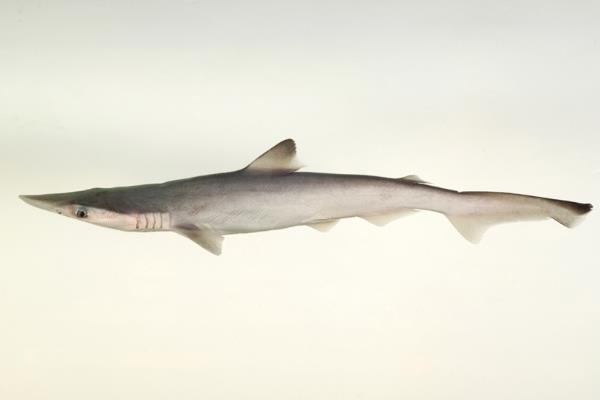尖头斜齿鲨一种74厘米长的小型鲨鱼尖嘴长尾