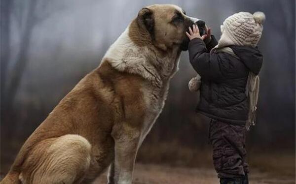 关于狗的10个世界之最,大乔治高22米(导盲犬有硕士学位)