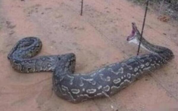 发现世界上最大的蛇四川大蛇50米福州惊现97米大蛇