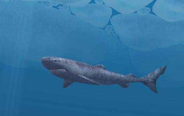 no.3 格陵兰鲨,平均寿命272岁