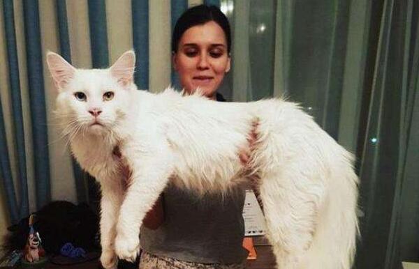 目前世界上最大的猫咪 缅因猫 体长1 23米 破世界记录 探秘志