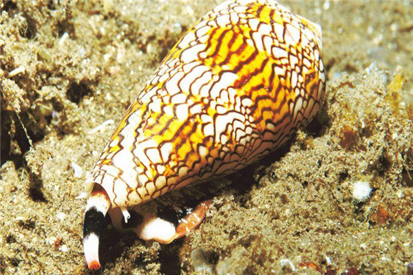 台湾锥实蜗牛图片