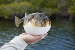 世界上最浪漫的十大生物 倭黑猩猩从一而终第一让人惊讶