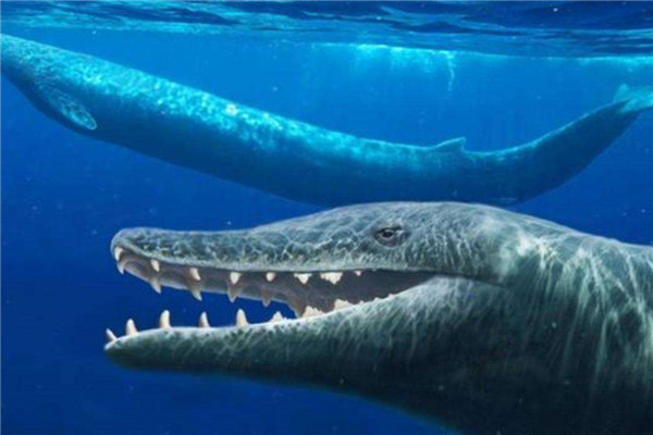 梅尔维尔鲸vs图片